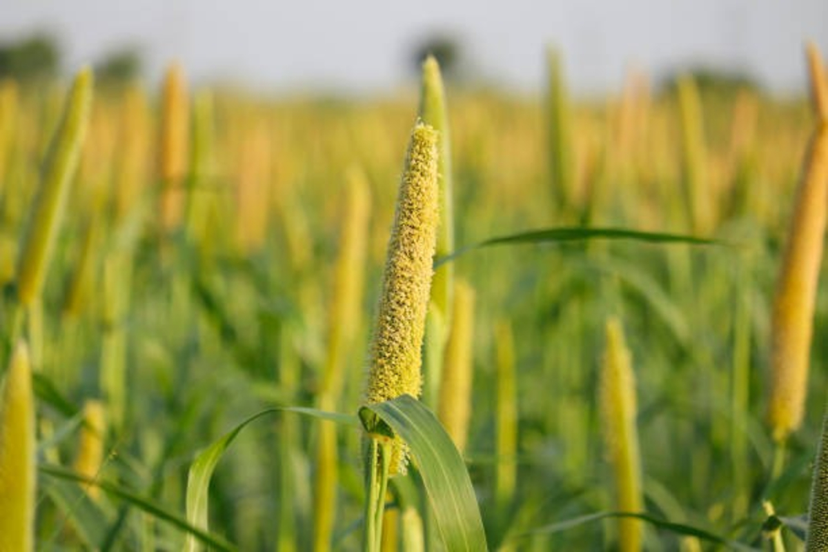 Pearl Millet Cultivation