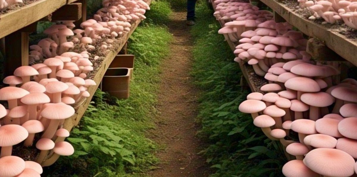 Pink Mushroom Farming 1