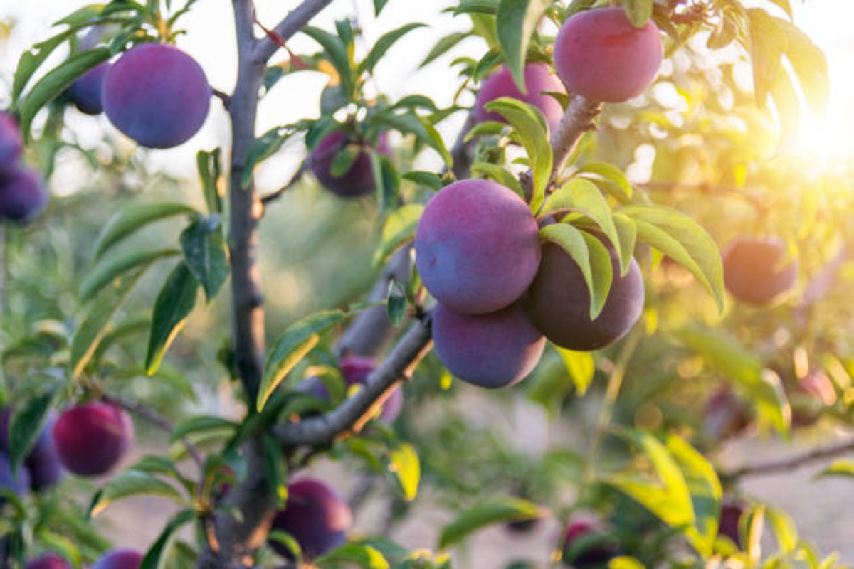 Plum Cultivation