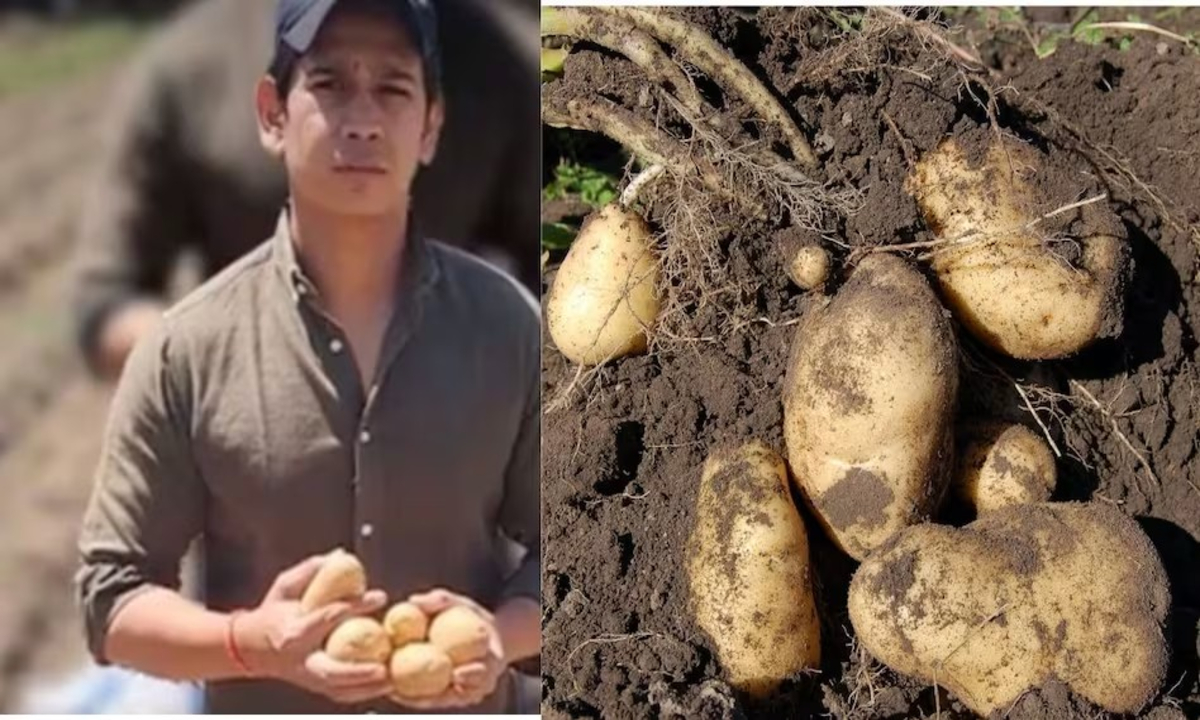 Potato Farmer Priyank