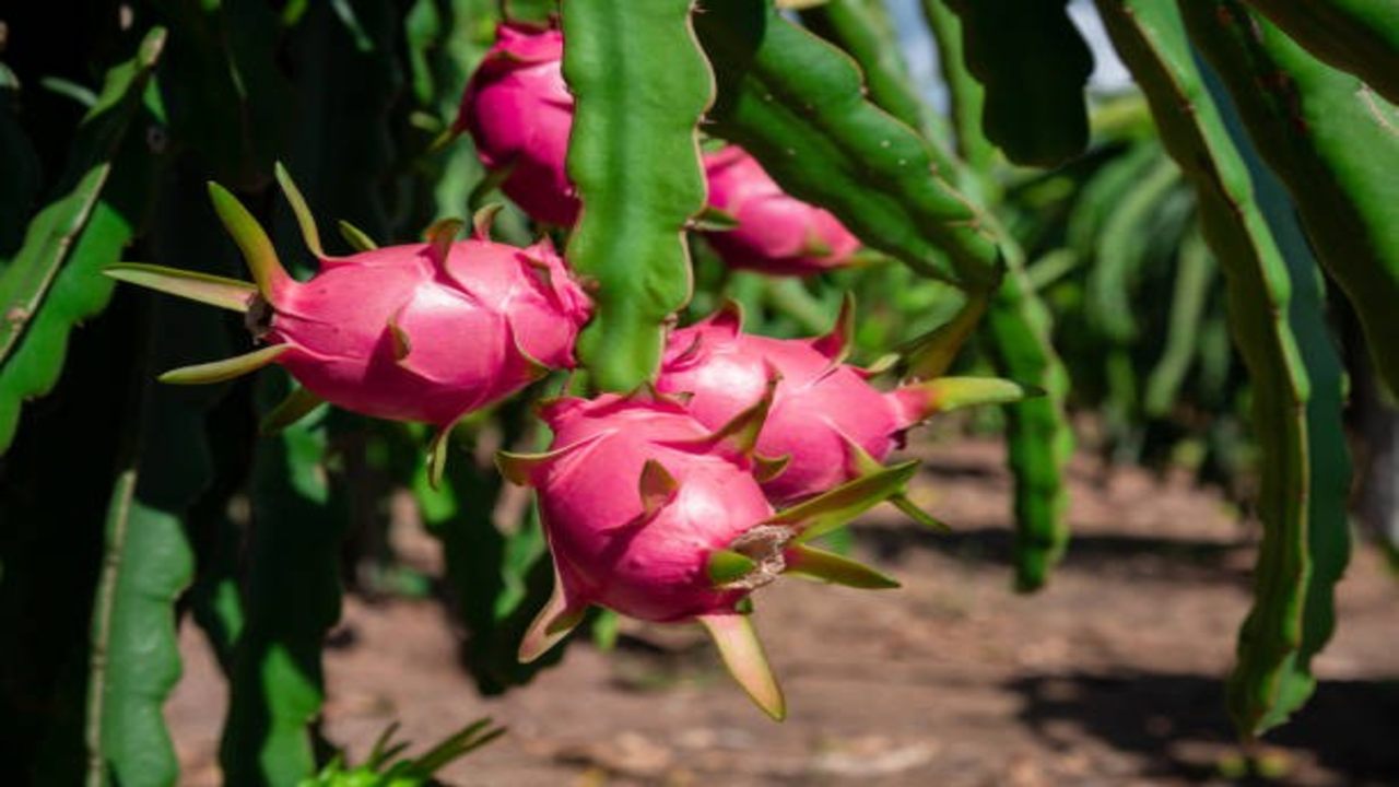 Retired Man Grows Dragon Fruit 1