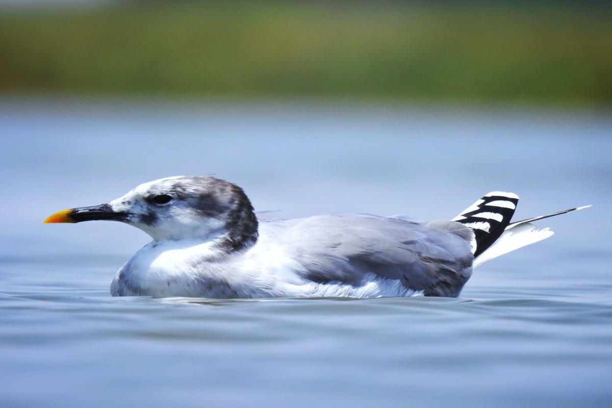 Sabine Gull At Nalsarovar