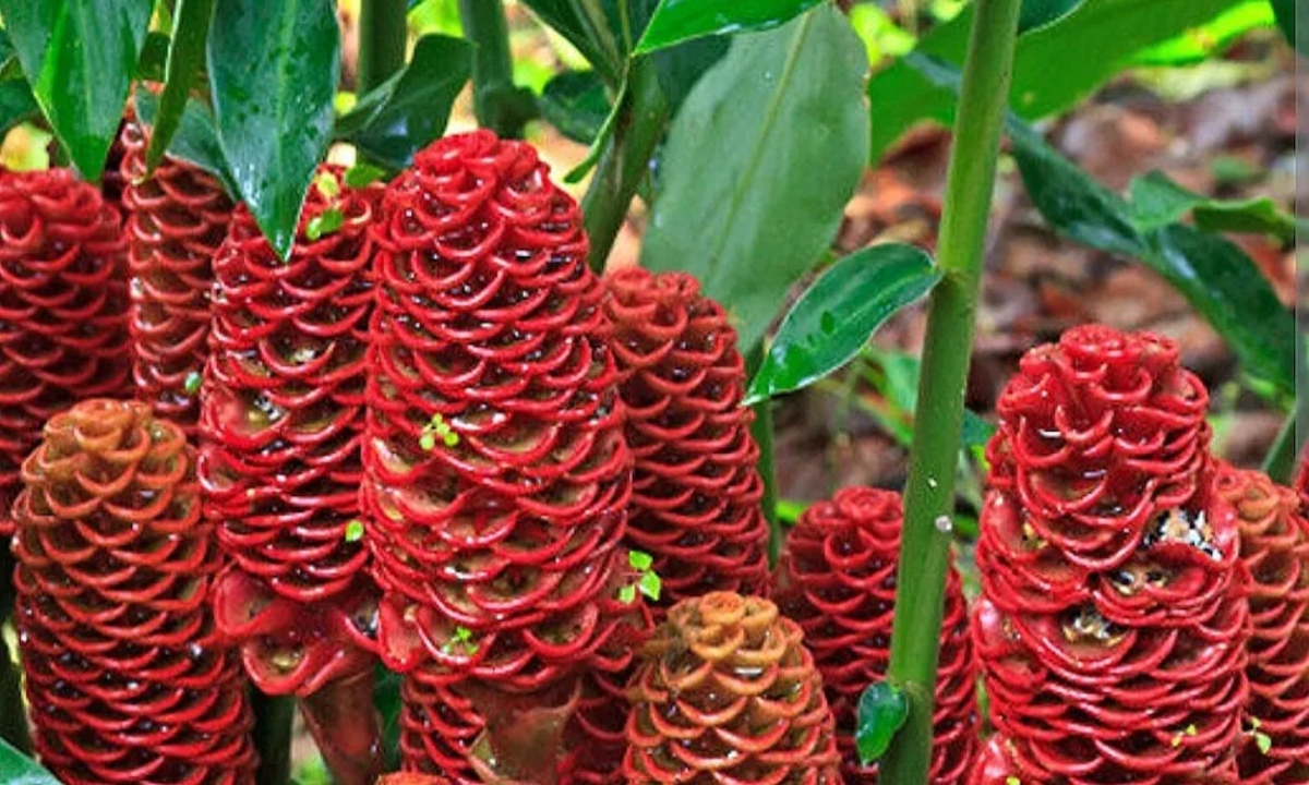 Shampoo Ginger Plant 1