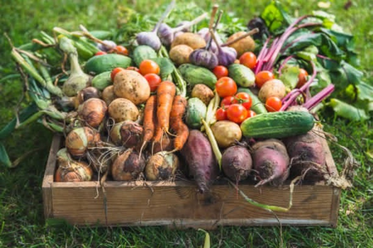 Summer Vegetable Farming Tips