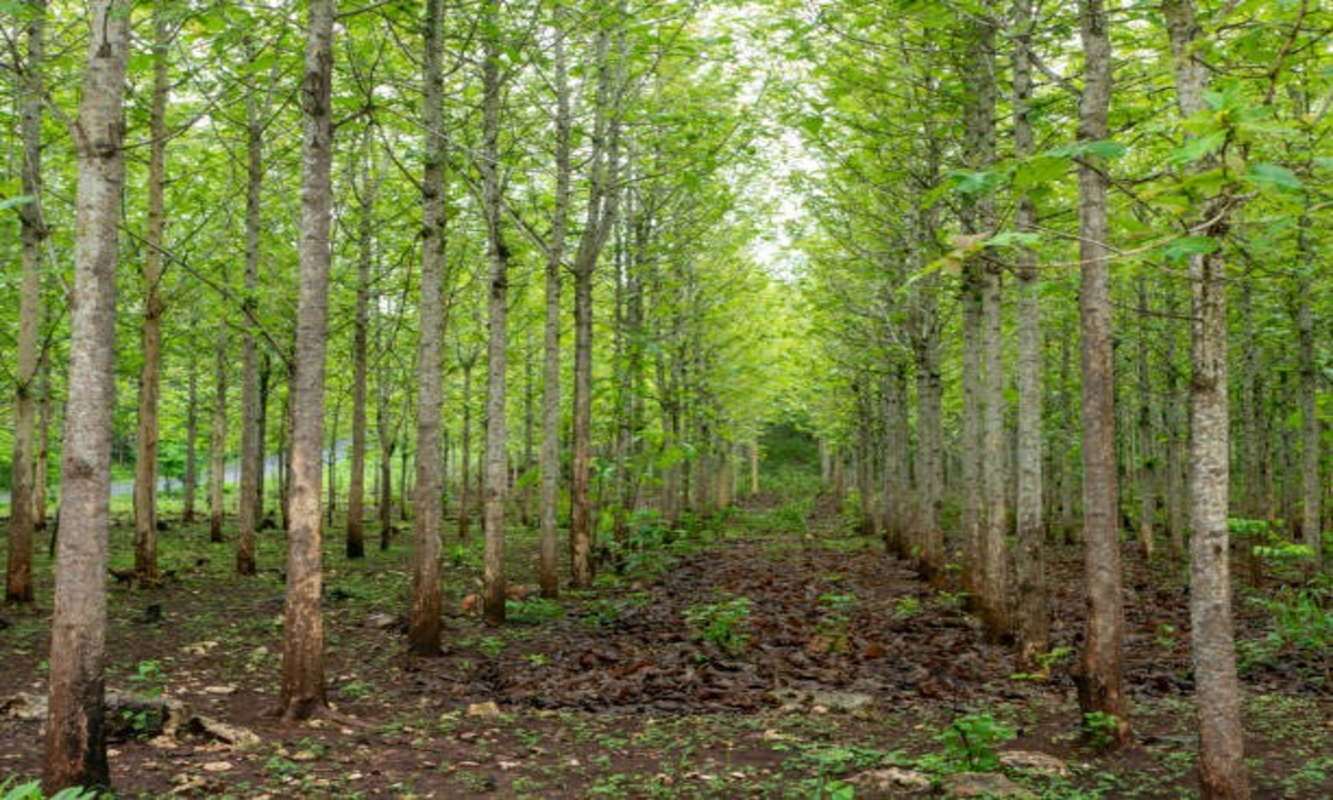 Teak plantation 1