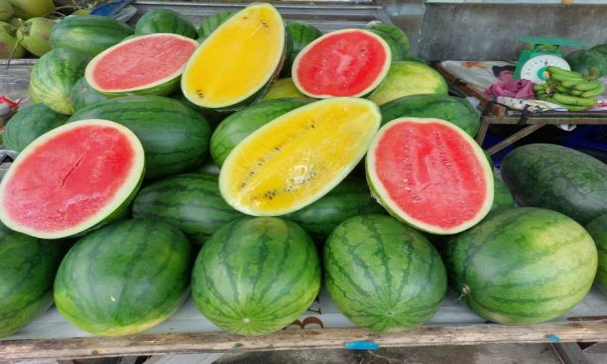 Unique Watermelon Farming in Tripura 1