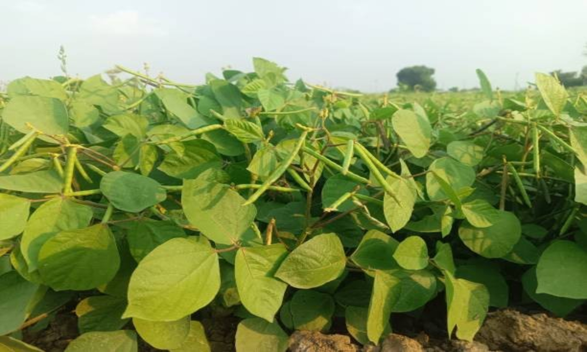 Urad Farming 1