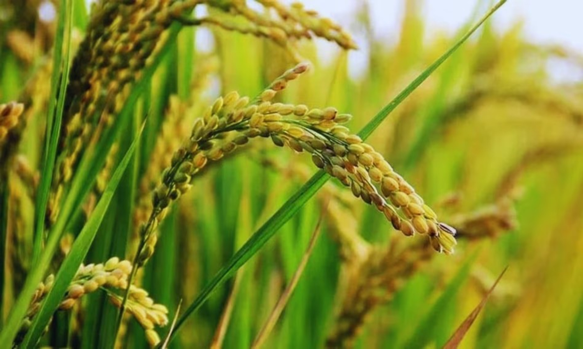 Varieties of basmati 1