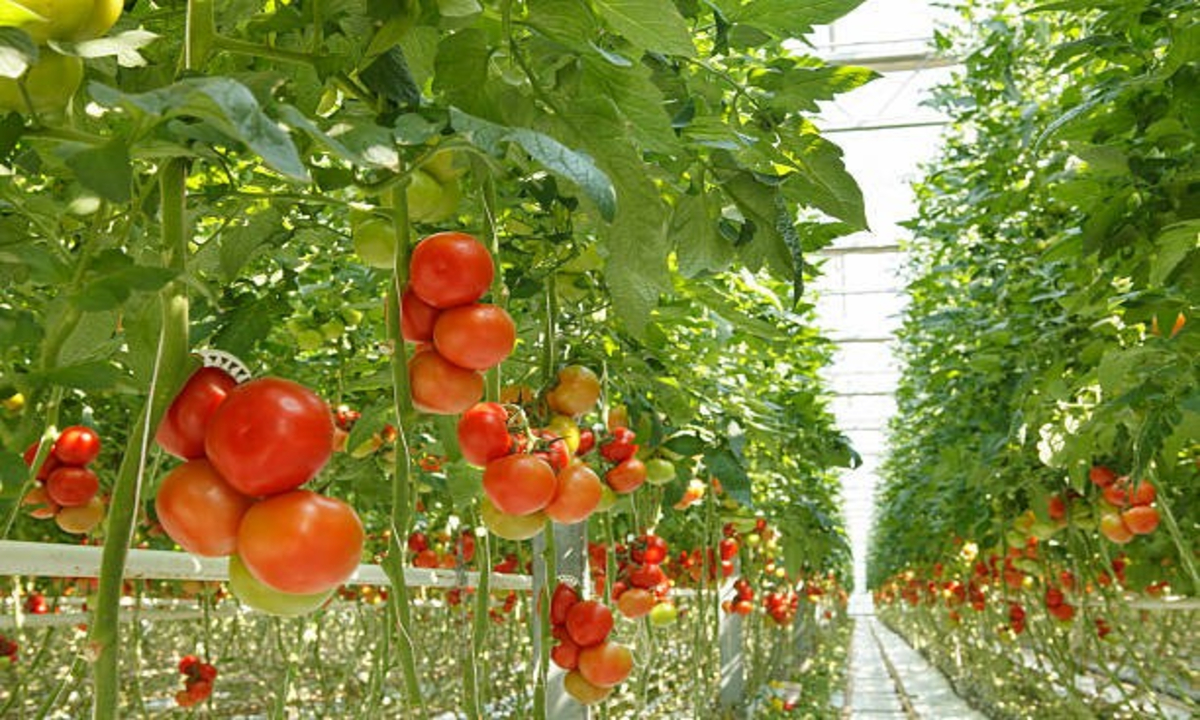 Vegetable Farming Tips