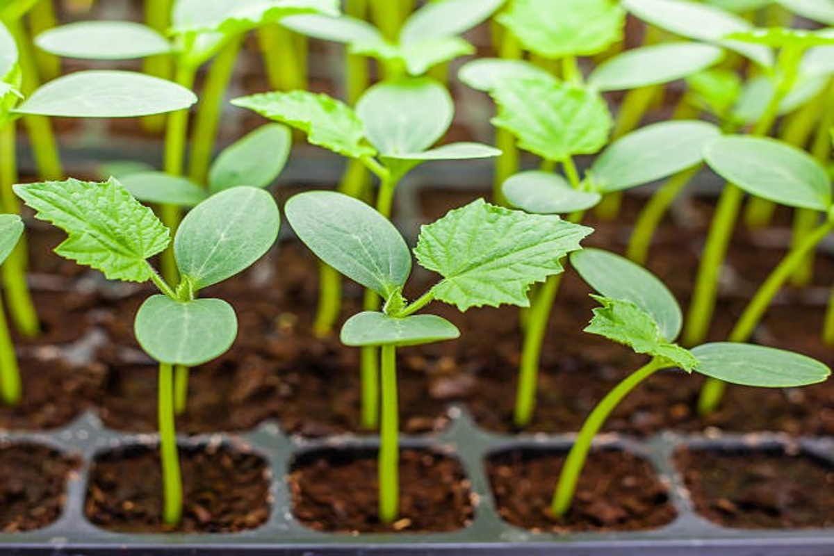 Vegetable Grafting Technology 1