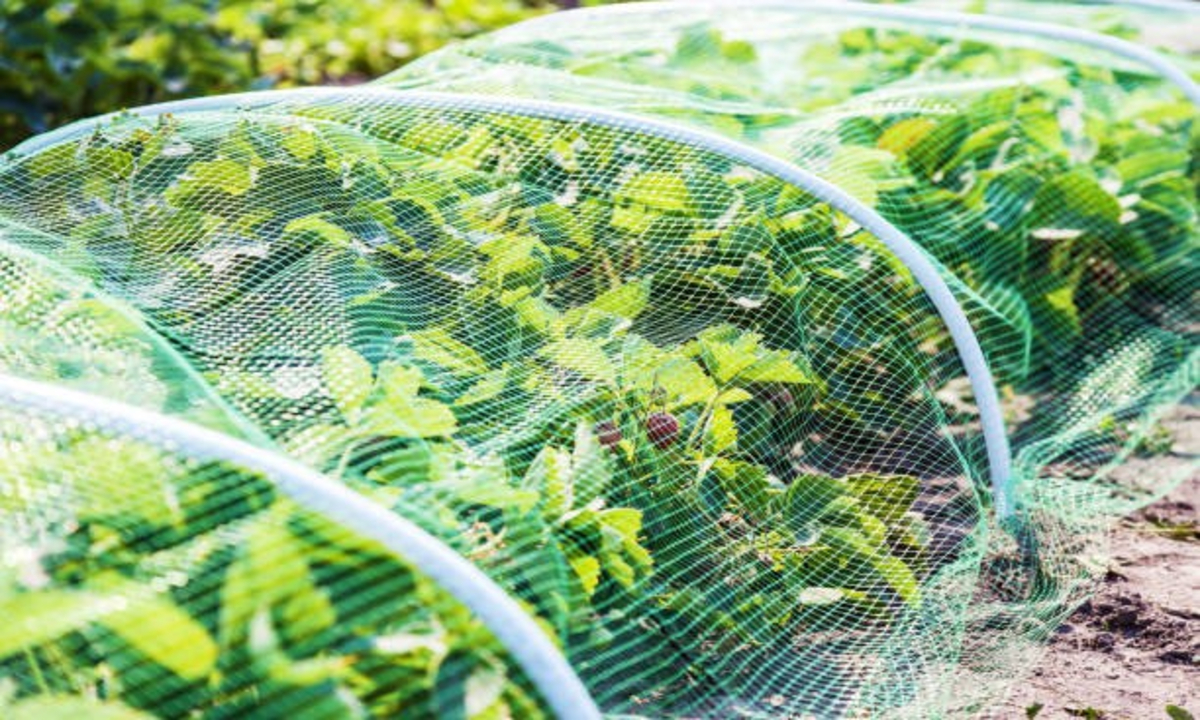 Vegetable Protection from Heatwaves 1