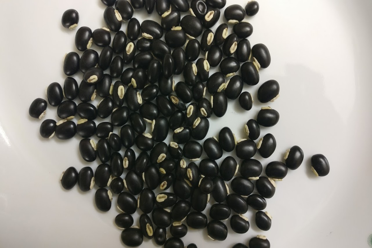 Velvet Bean Cultivation 1