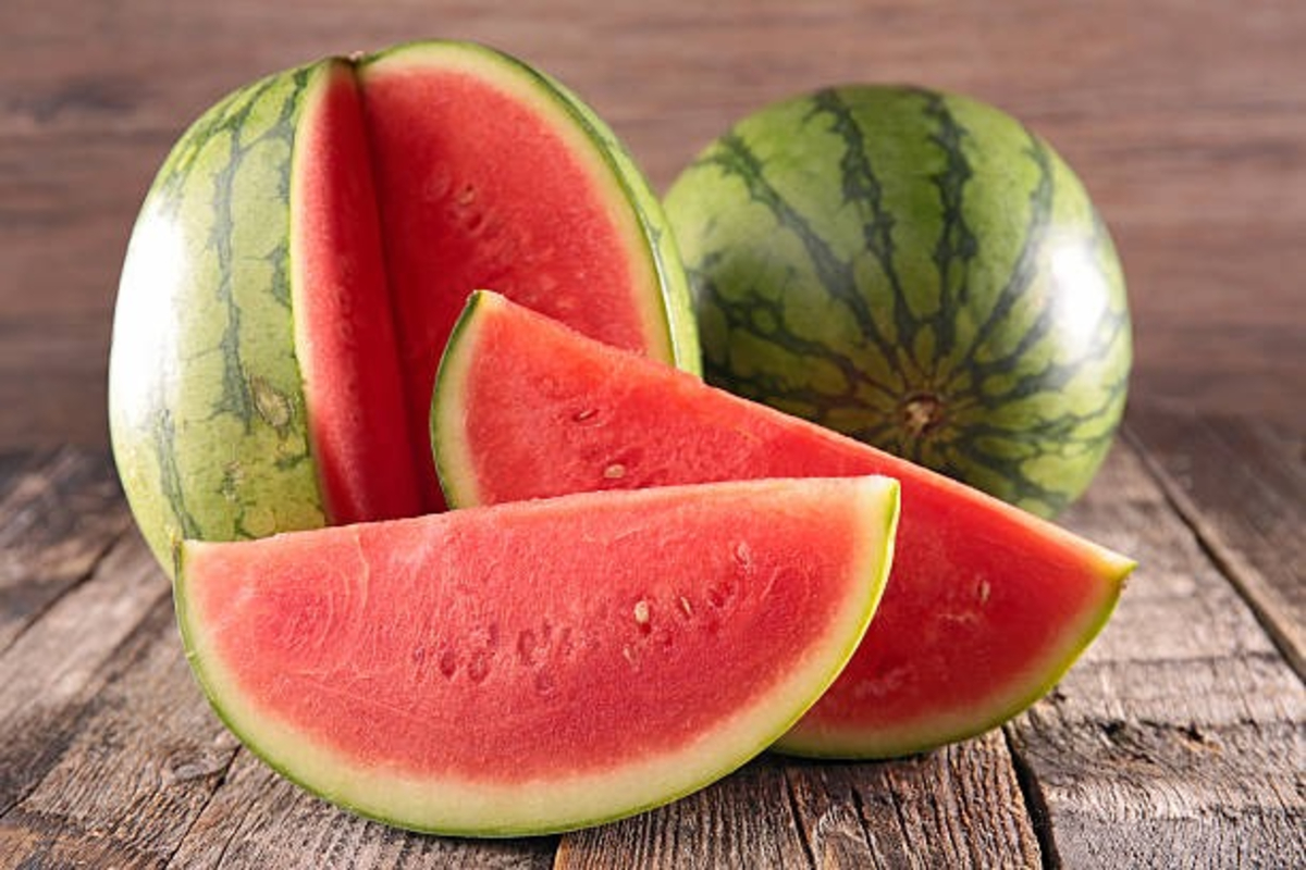 Watermelon Farming Karnal