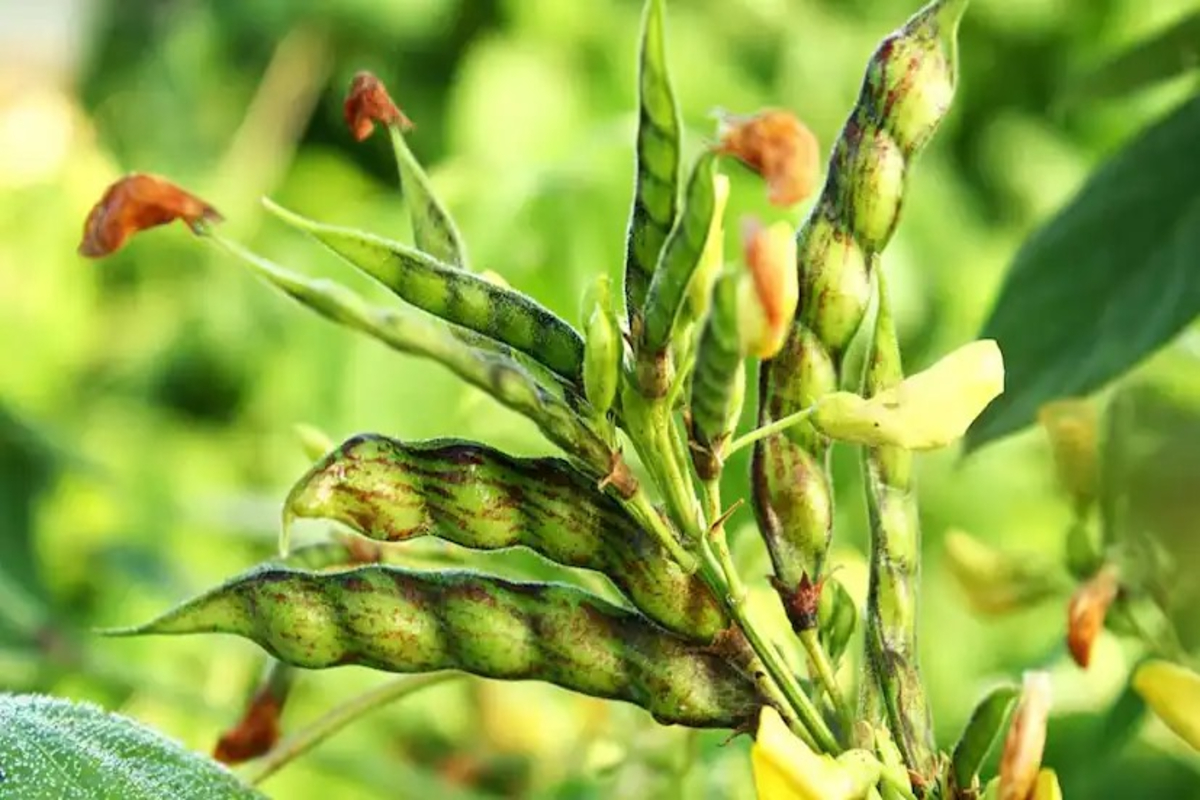 Wild Pigeon Pea Farming