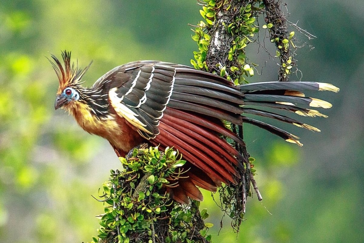 Worlds Stinkiest Bird.2 Satya Day