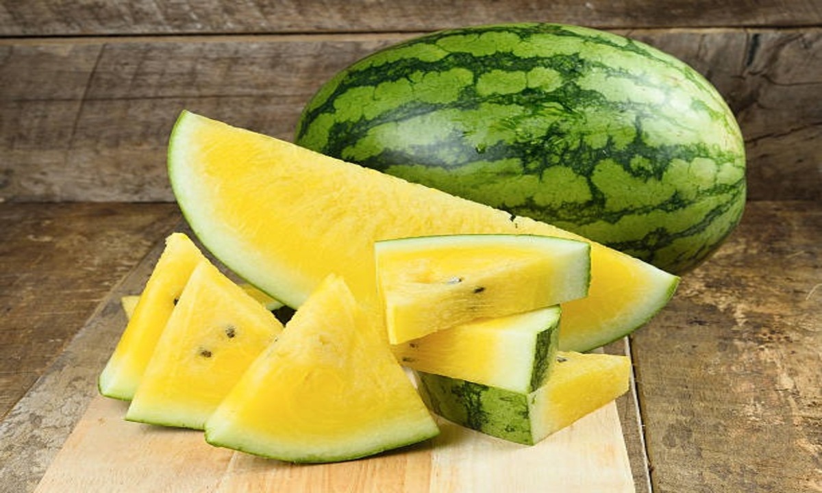 Yellow watermelon farming 1