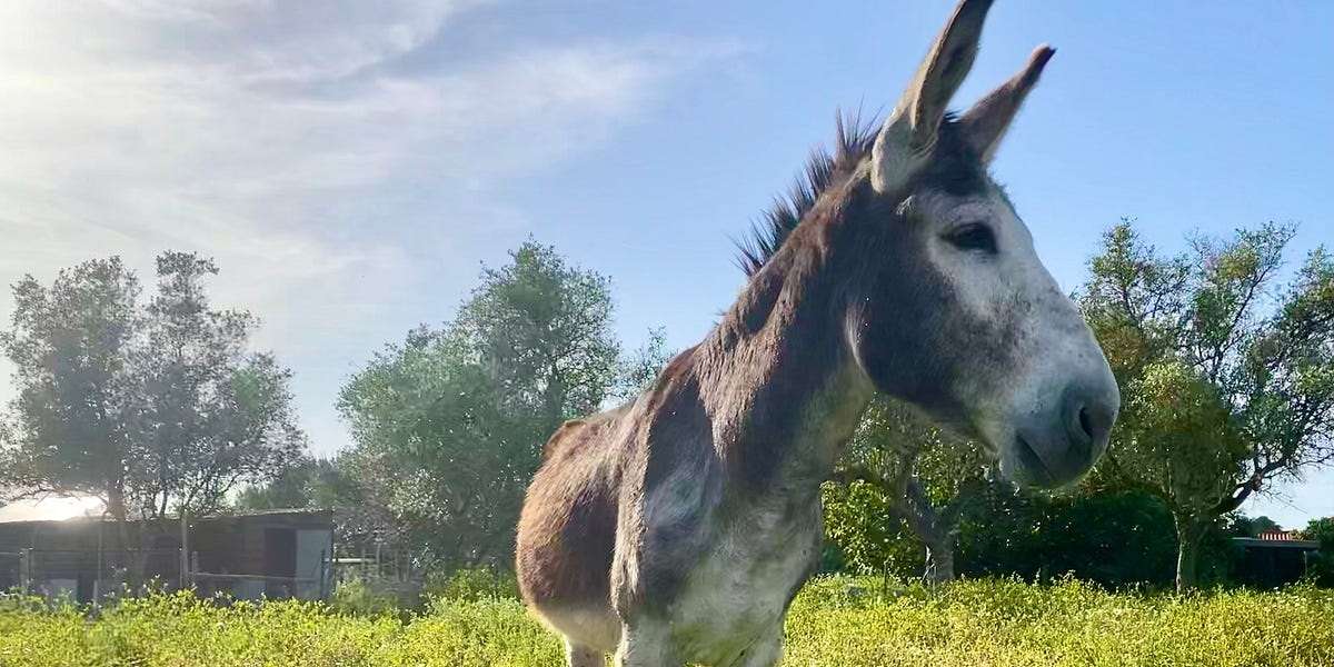 Donkey Lessons