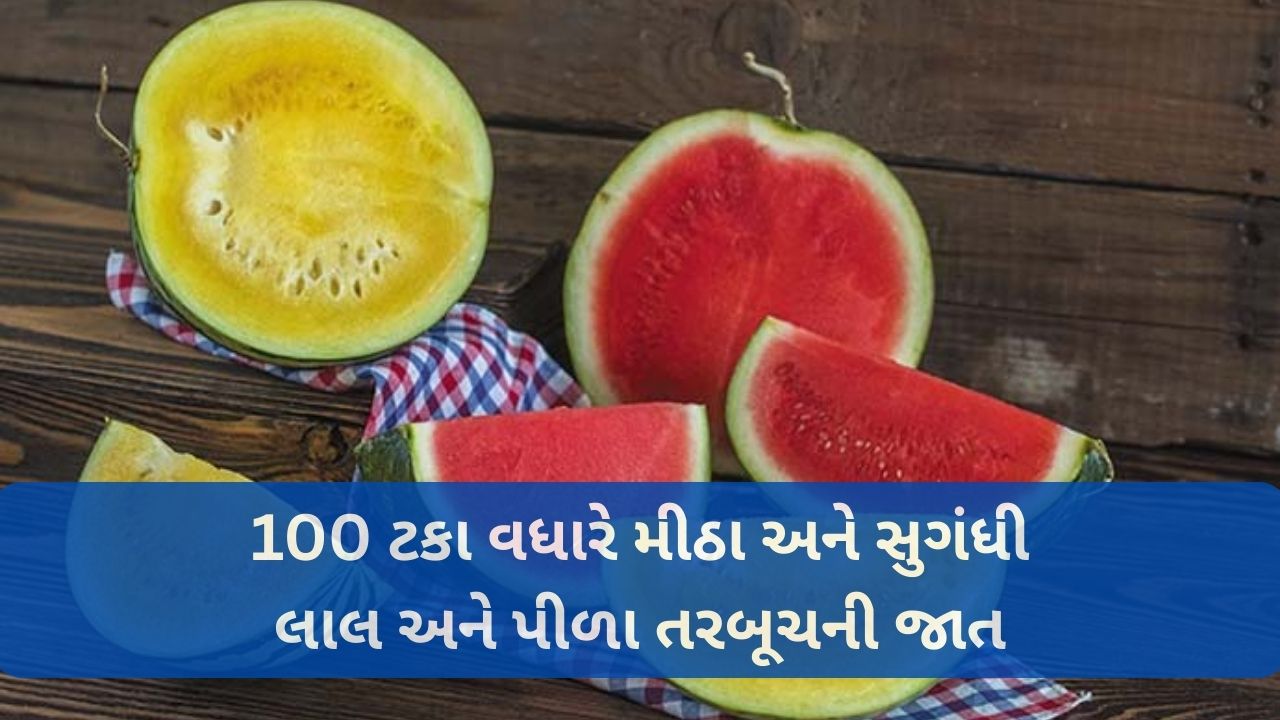 Watermelon Farming