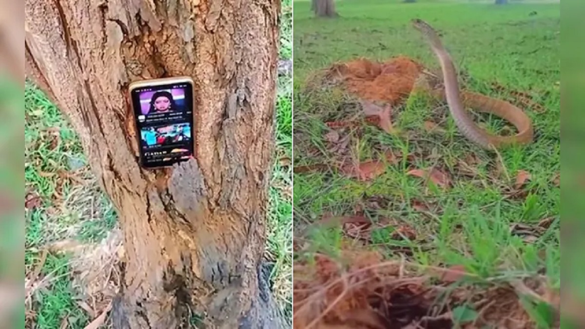 Viral Video