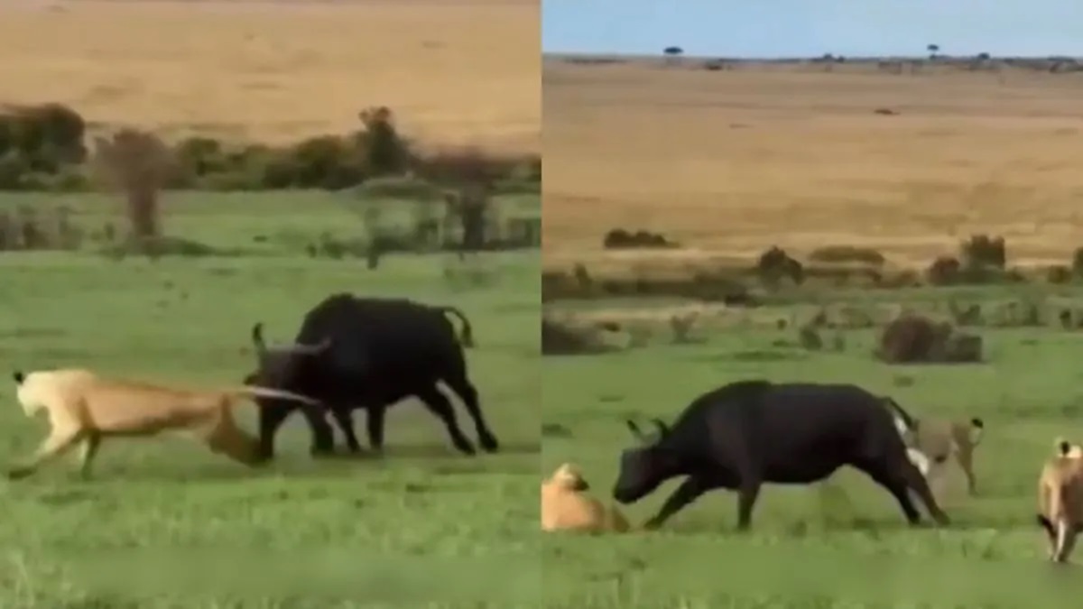 Viral Video
