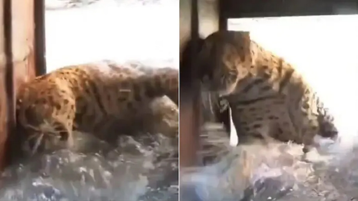 Leopard Fell Into An Openwell