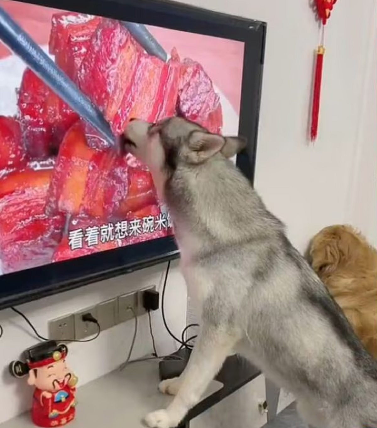 Funny Video