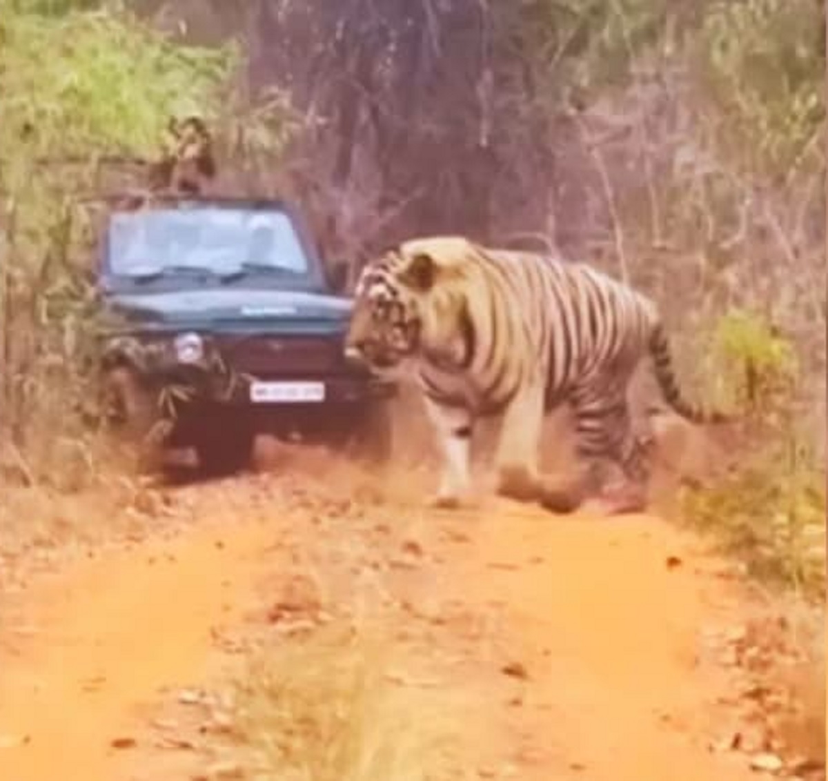 Tiger Viral Video
