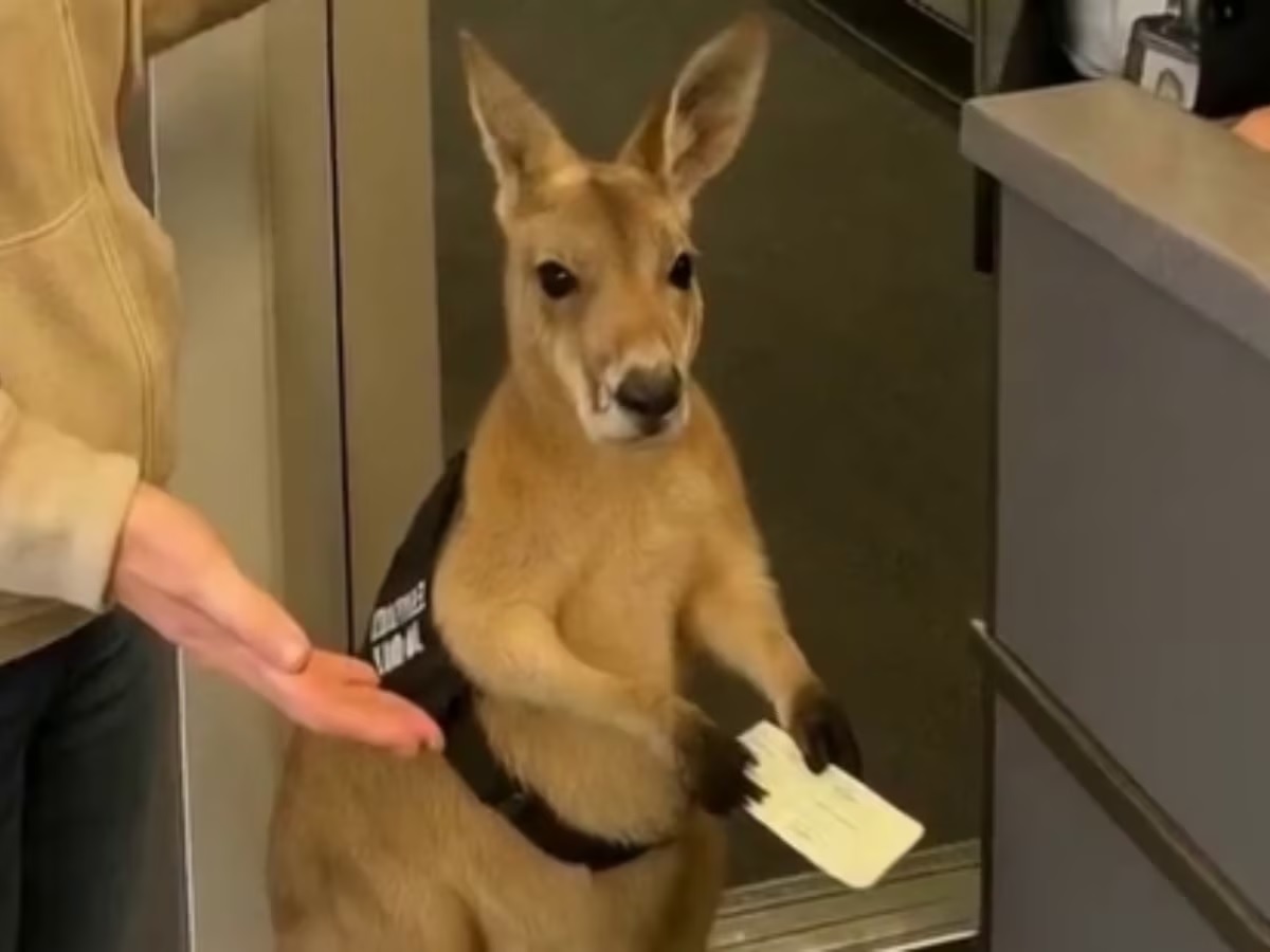 Viral Kangaroo Video