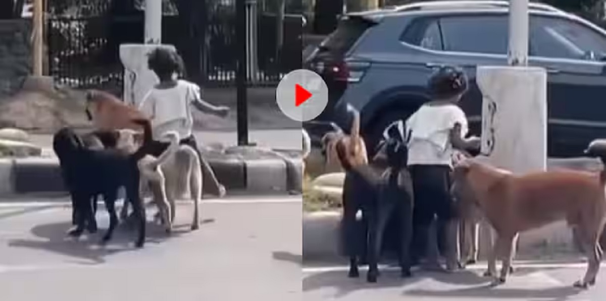 Viral Dog Security Video