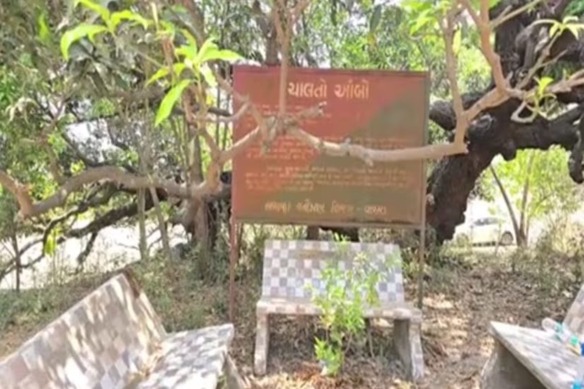 1300 Year Old Mango Tree In Gujarat