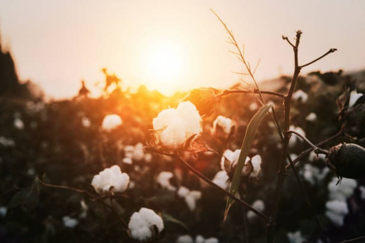 Ai In Cotton Farming 2 Satya Day