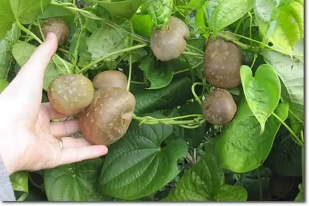 Air Potato Farming In India