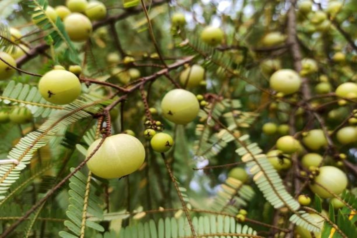 Amla Farming Once Invest Earn For Years