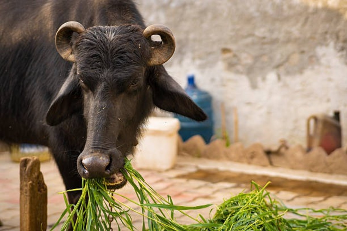 Animal Husbandry Scheme Gujarat