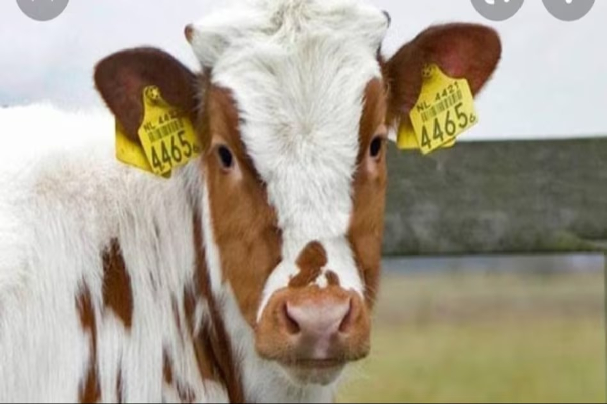 Animal Ear Tagging