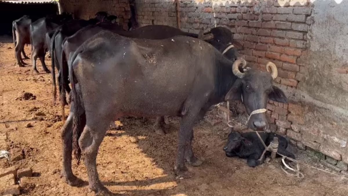 Animal Husbandry