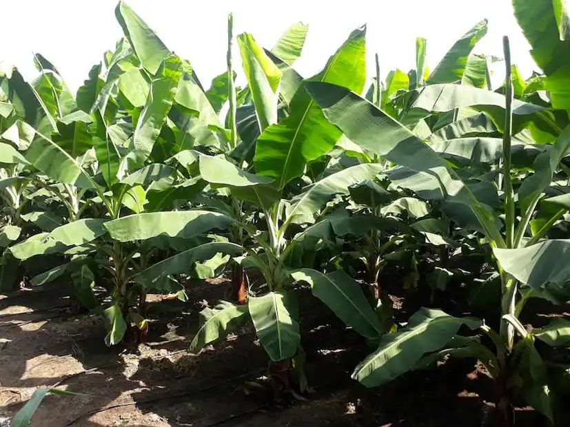 Banana Cultivation