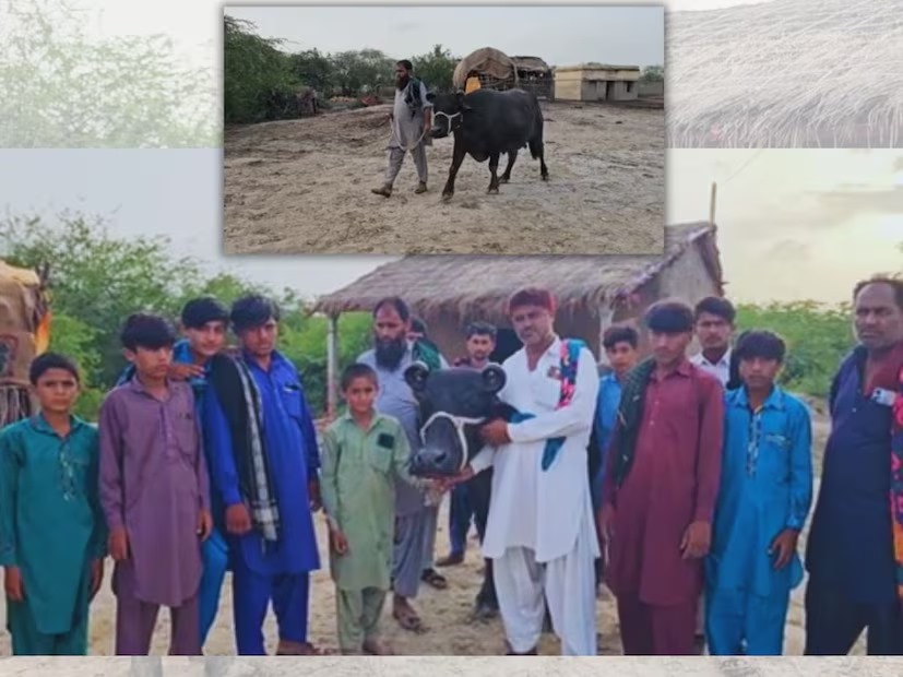 Banni Buffalo Investment