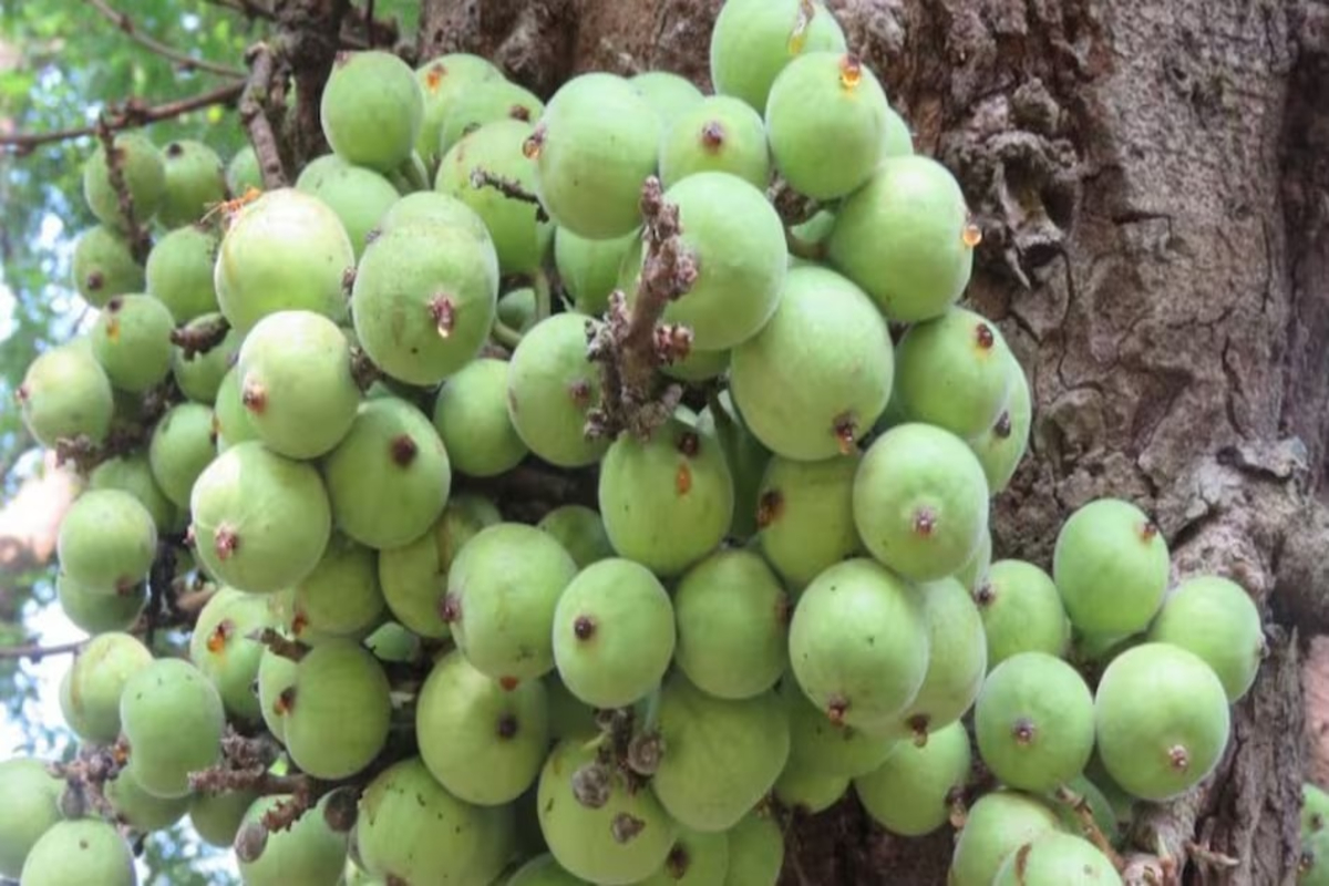 Benefits Of Eating Gular