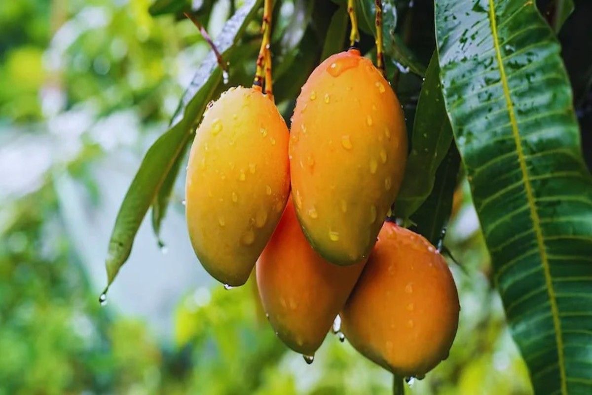 Best Mango Varieties