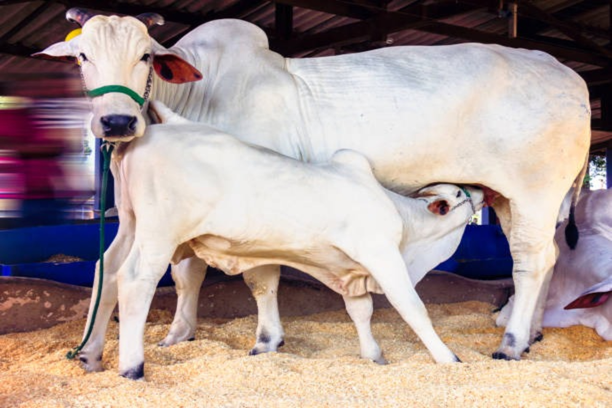 Best Cow Breeds Production