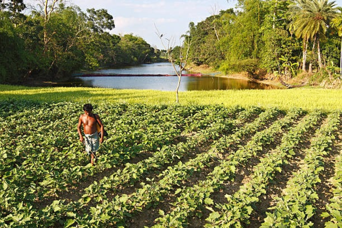Bio-Terrorism In Agriculture