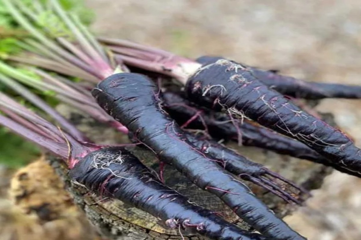 Black Carrot Farming
