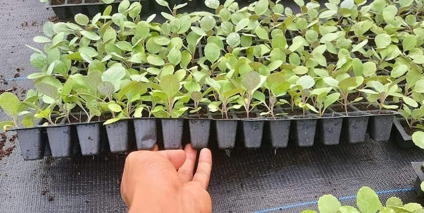 Brinjal Seedlings From Badhda Village