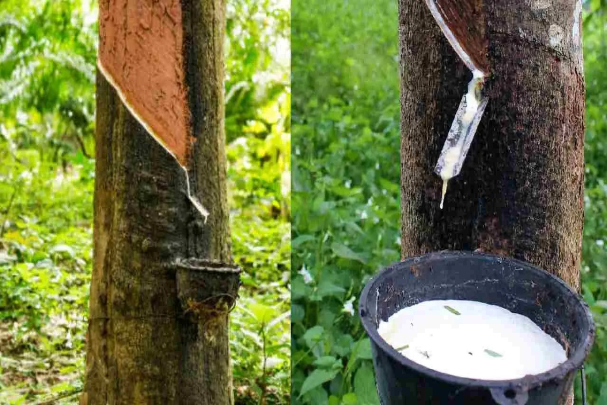 Crisp App For Rubber Farming
