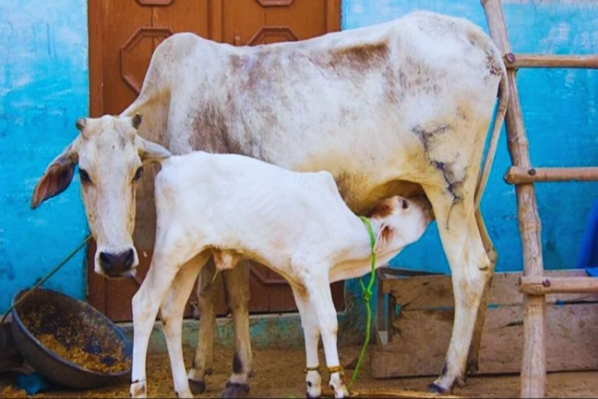 Calf And Colostrum
