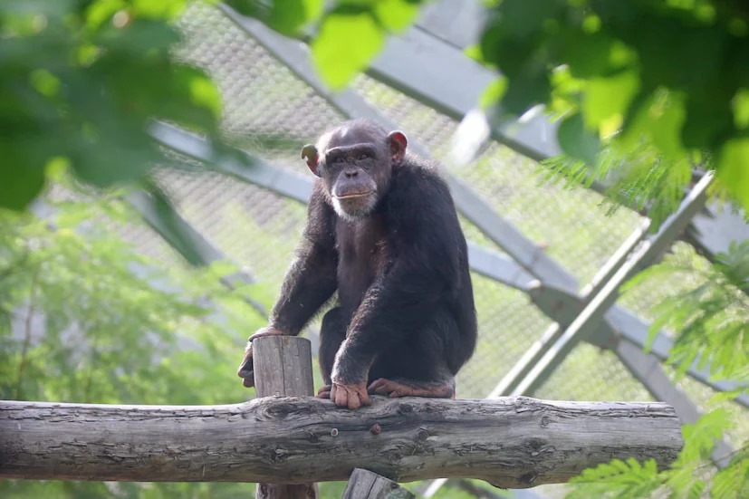 Chimpanzees Arrival At Sou Jungle Safari