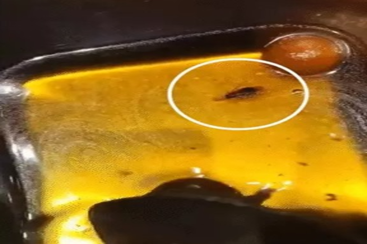 Cockroach Found Octane Pizza