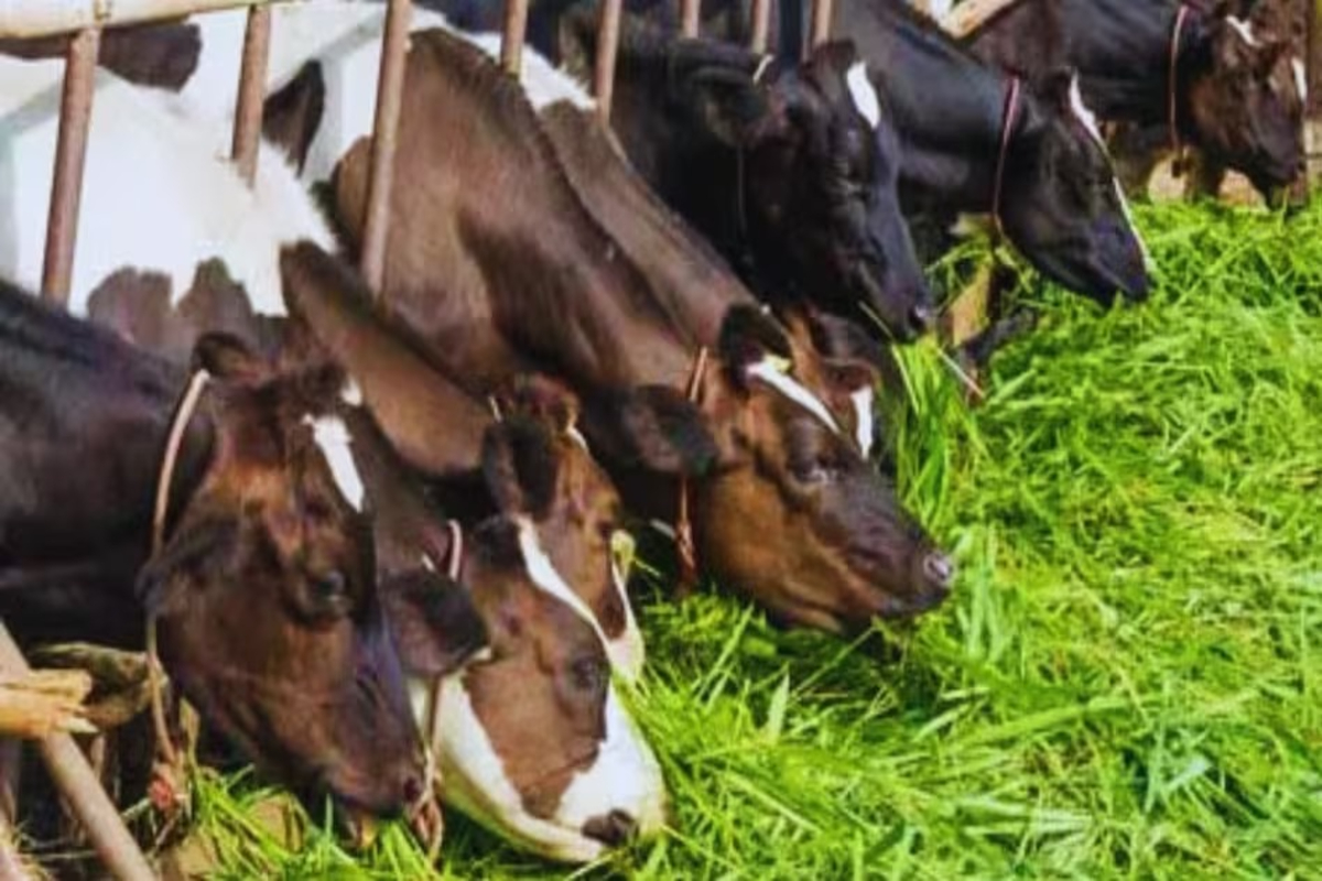 Cow-Buffalo Diet