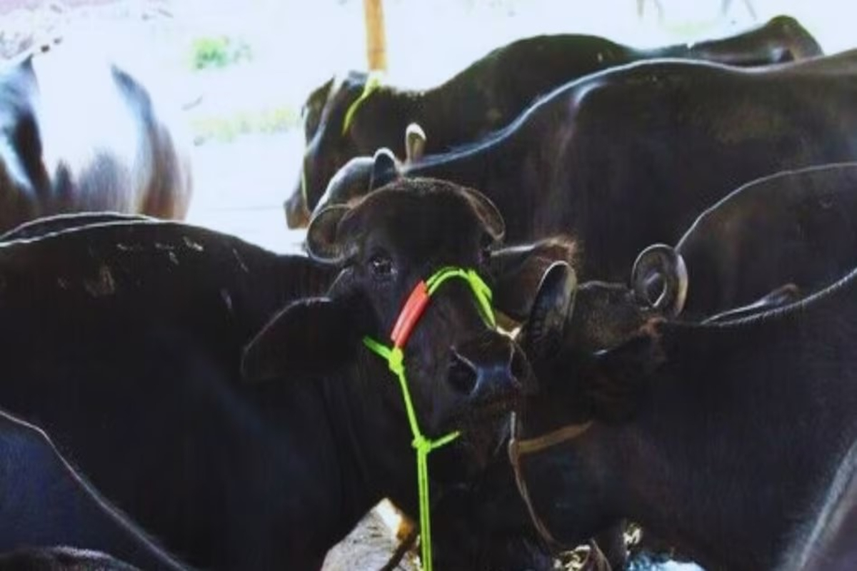 Cow-Buffalo Pregnancy